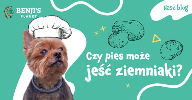 Czy psy mogą jeść gotowane ziemniaki? Sprawdź, co musisz wiedzieć Czy psy mogą jeść gotowane ziemniaki? Sprawdź, co musisz wiedzieć