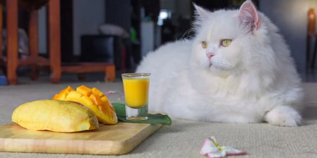 Czy koty mogą jeść mango? Dowiedz się, co musisz wiedzieć! Czy koty mogą jeść mango? Dowiedz się, co musisz wiedzieć!