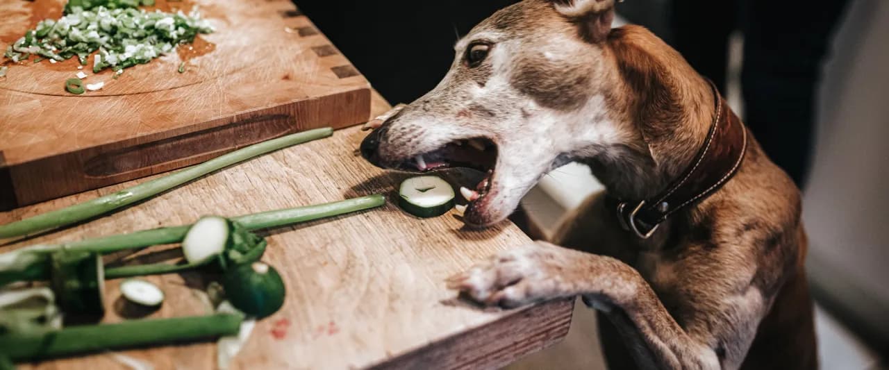 Czy pies może jeść pora? Dowiedz się, jakie są zagrożenia dla zdrowia. Czy pies może jeść pora? Dowiedz się, jakie są zagrożenia dla zdrowia.