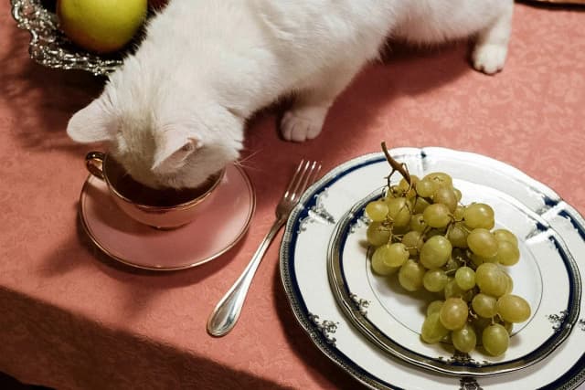 Czy koty mogą jeść winogrona? Dowiedz się, co może im zagrażać Czy koty mogą jeść winogrona? Dowiedz się, co może im zagrażać