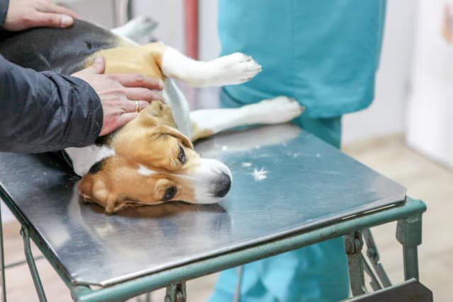 Co weterynarz robi z uśpionym psem? Ważne kroki po euthanasji Co weterynarz robi z uśpionym psem? Ważne kroki po euthanasji