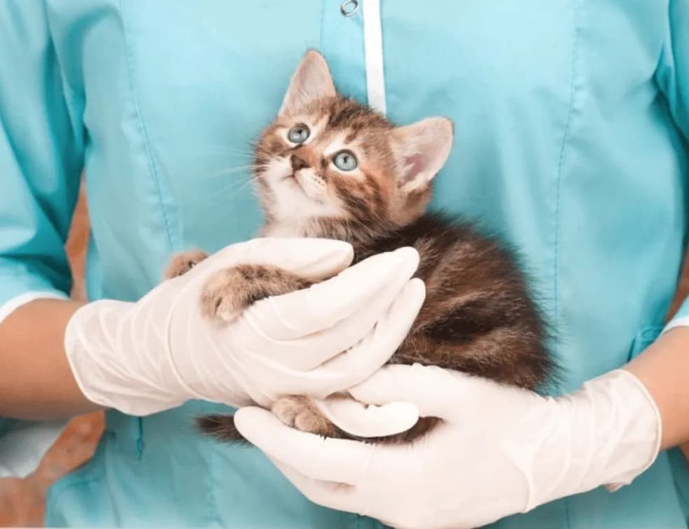 Jak zabrać dzikiego kota do weterynarza bez stresu i ryzyka Jak zabrać dzikiego kota do weterynarza bez stresu i ryzyka