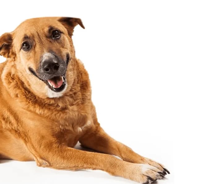 Czy pies może jeść? Bezpieczne i niebezpieczne jedzenie dla psa Czy pies może jeść? Bezpieczne i niebezpieczne jedzenie dla psa