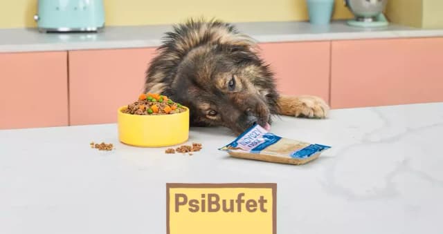 Czy pies może jeść pietruszkę i seler? Sprawdź, co musisz wiedzieć Czy pies może jeść pietruszkę i seler? Sprawdź, co musisz wiedzieć