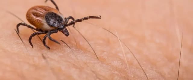 Co zrobić jak ugryzie kleszcz? Ważne kroki, by uniknąć zakażenia Co zrobić jak ugryzie kleszcz? Ważne kroki, by uniknąć zakażenia