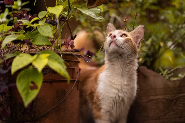 Czy koty mogą jeść kocimiętkę? Odkryj, co musisz wiedzieć! Czy koty mogą jeść kocimiętkę? Odkryj, co musisz wiedzieć!
